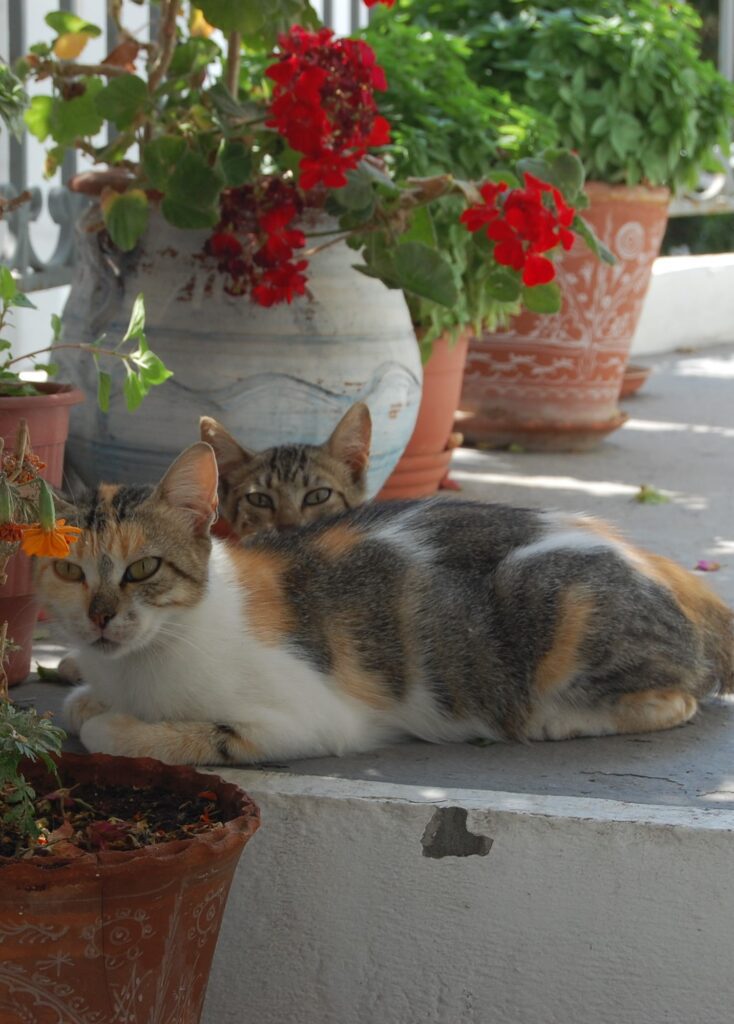 Katze Blume