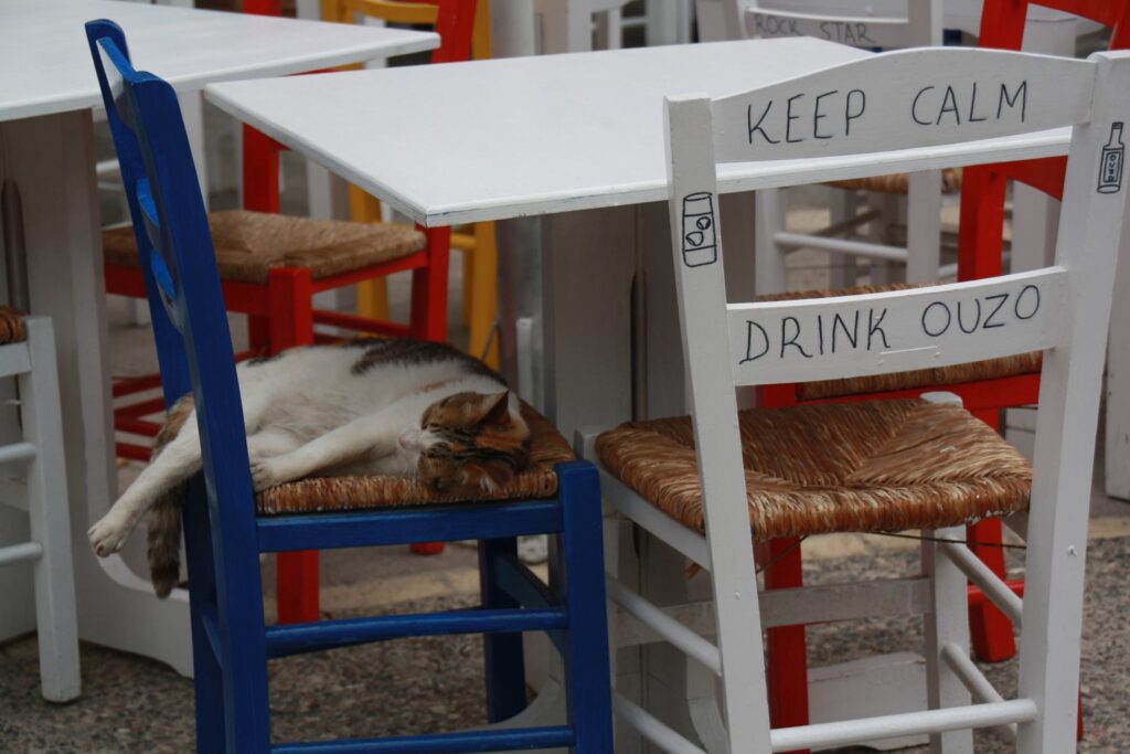 Eine der typischen Katzen in Griechenland schläft entspannt auf einem blauen Stuhl neben dem Schild Keep Calm Drink Ouzo.