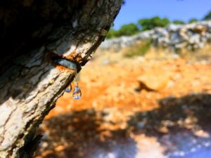 Mastix auf Chios - Harz tritt aus einem frischen Einschnitt in der Rinde eines Mastixbaums auf Chios aus
